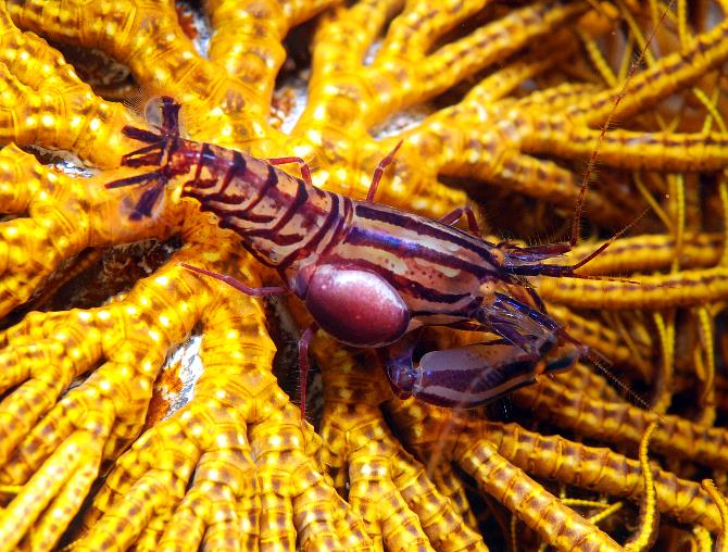 20 Snapping Shrimp.jpg